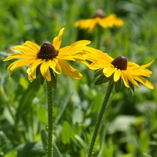 Black-Eyed Susan flower seeds by Grow Organic, 1/4 lb package, showing vibrant yellow flowers with dark centers.