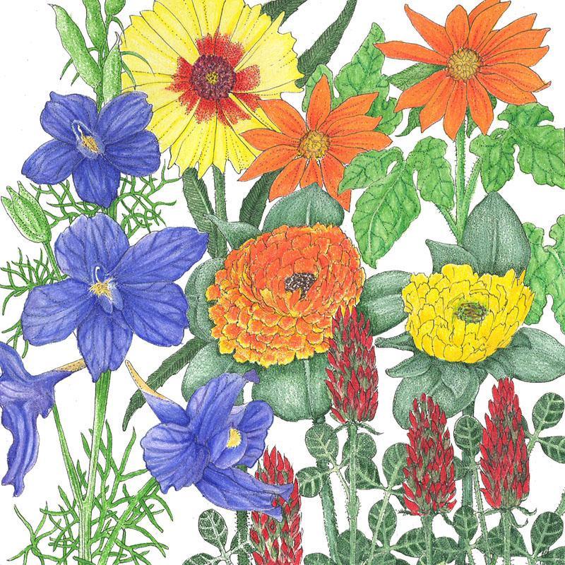 Grow Organic Butterfly Garden Flower Mix seed packet with colorful wildflower illustrations for attracting butterflies.