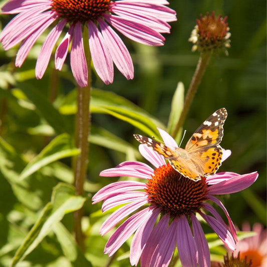 Grow Organic butterfly garden wildflower mix seed packet showing colorful flower seeds for attracting butterflies.