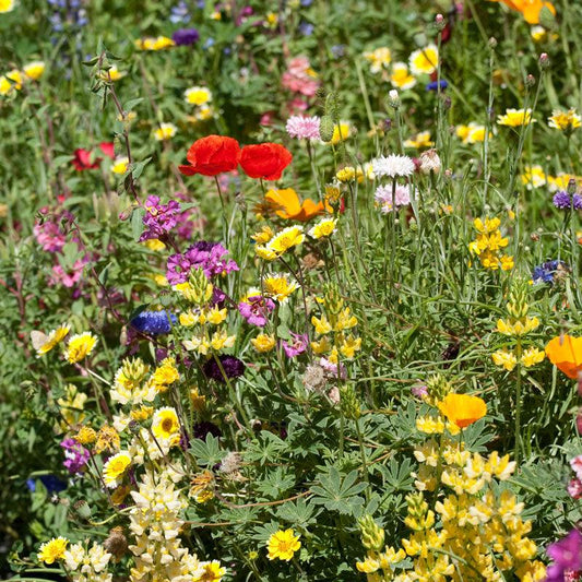 California Brilliant Wildflower Mix flower seeds by Grow Organic, 1/4 lb of vibrant wildflower seeds for garden planting.