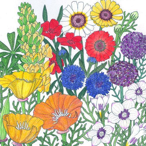 California Brilliant Wildflower Mix flower seeds by Grow Organic, showing vibrant wildflower seeds for planting.