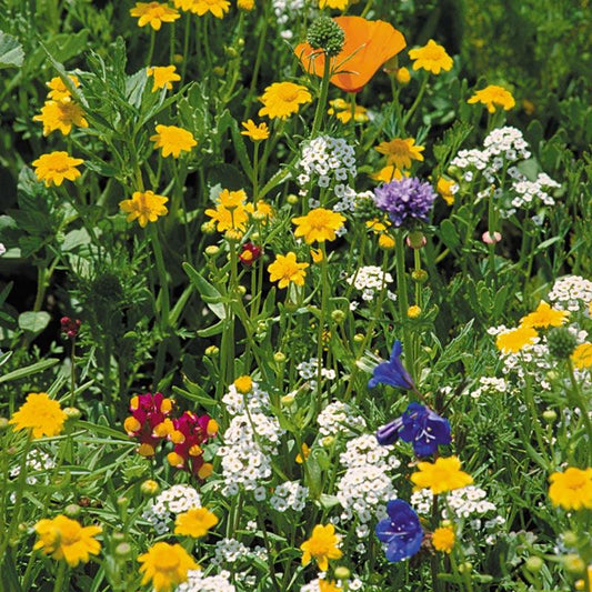 California Coastal Range Wildflower Mix flower seed packet from Grow Organic, showcasing colorful native wildflower seeds.