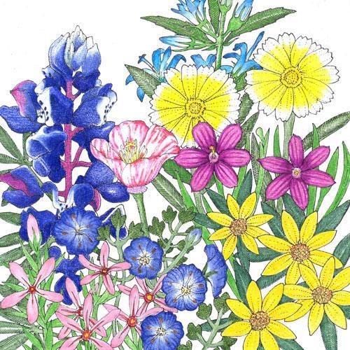 California Low-Growing Native Wildflower Mix flower seeds by Grow Organic, showcasing vibrant native wildflowers ideal for gardens.