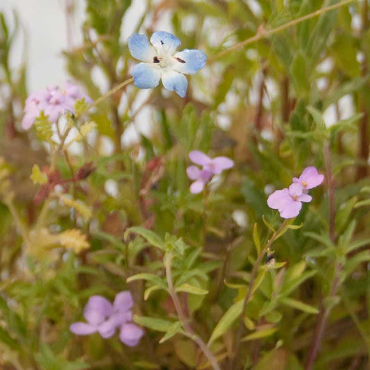 California Low-Growing Wildflower Mix flower seed packet by Grow Organic with colorful wildflower illustrations.
