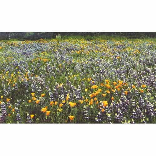 California Native Blue and Gold Wildflower Mix flower seeds by Grow Organic, showing vibrant blue and gold wildflower seeds.