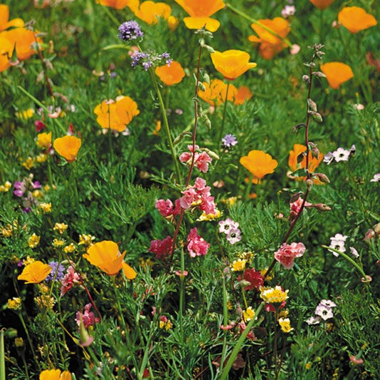 California Native Wildflower Mix flower seeds by Grow Organic, showing a variety of native wildflower seeds in a 1/4 lb package.