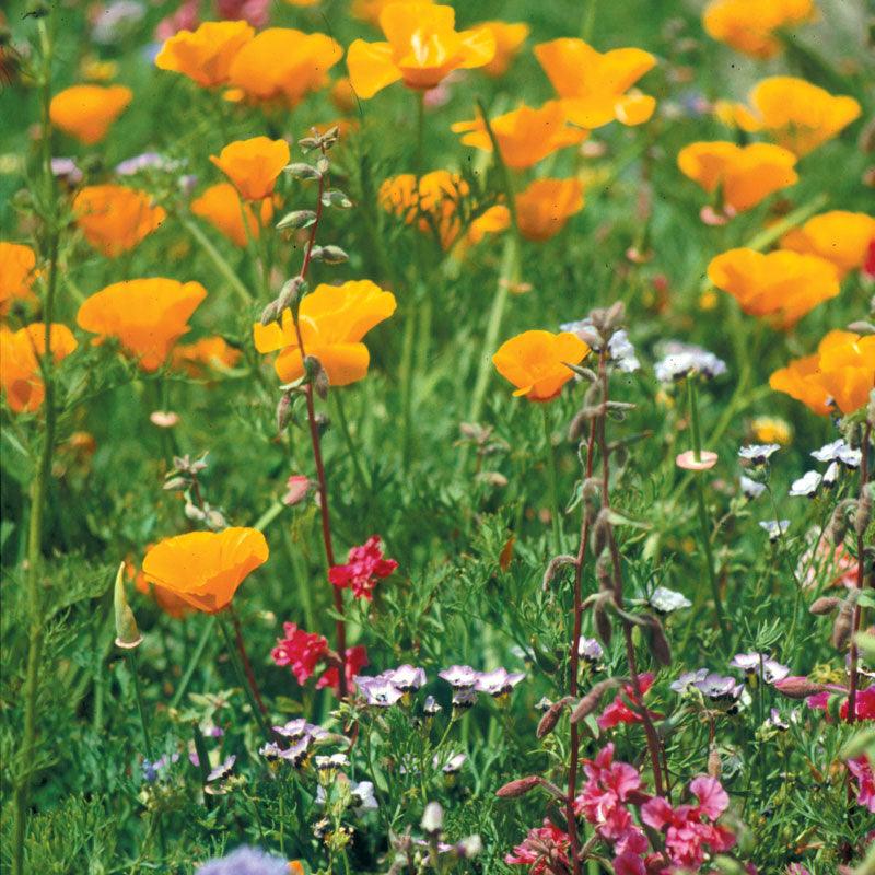 California native wildflower mix seed packet from Grow Organic, featuring colorful flower seeds for native garden planting.