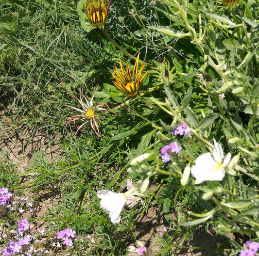California Perennial Wildflower Mix flower seed packet from Grow Organic, showcasing colorful wildflower seeds for planting.