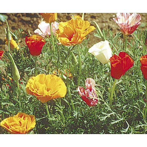 California Poppy Mission Bells flower seeds from Grow Organic, shown in a clear package with vibrant blooms and seed details.