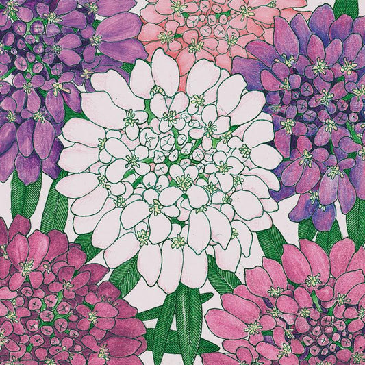 Dwarf Candytuft flower seed packet from Grow Organic, showing colorful seed illustration and seed details on the packaging.