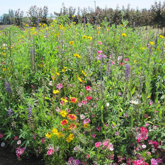 Clay soil-loving native wildflower mix seed packet from Grow Organic, featuring colorful wildflower seeds for native planting.