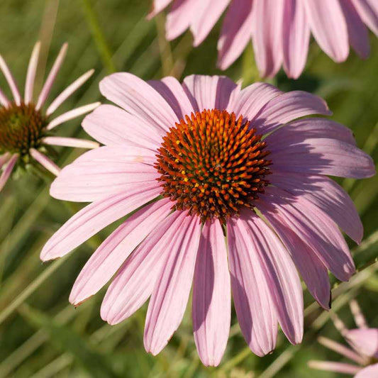 Purple coneflower seed packet from Grow Organic, showing vibrant purple flower seeds for planting and garden growth.