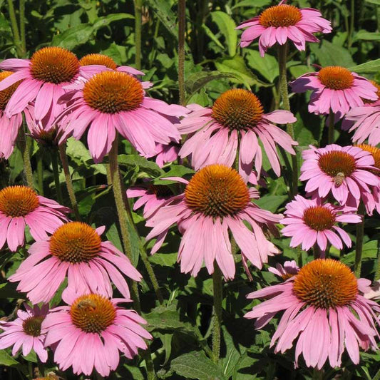 Purple coneflower flower seed packet from Grow Organic, showcasing vibrant purple blooms and seed details.