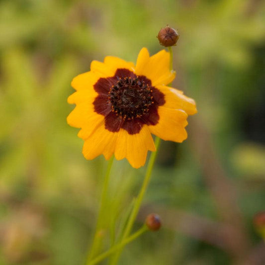 Coreopsis Plains flower seeds by Grow Organic in a 1/4 lb package, showcasing vibrant yellow blooms and green foliage.
