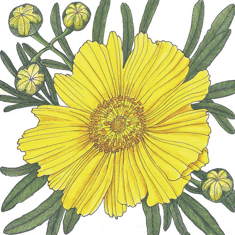 Tall Lance-Leaved Coreopsis flower seeds by Grow Organic, showing vibrant yellow blooms and green foliage for garden planting.