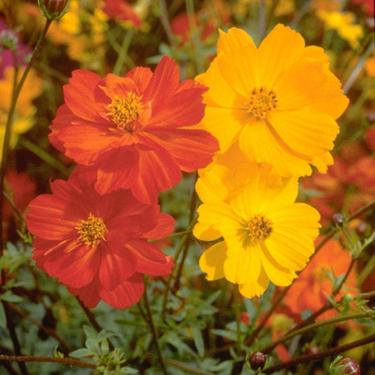 Bright Lights Cosmos flower seeds from Grow Organic, vibrant mix of colorful cosmos flowers in a 1/4 lb package.