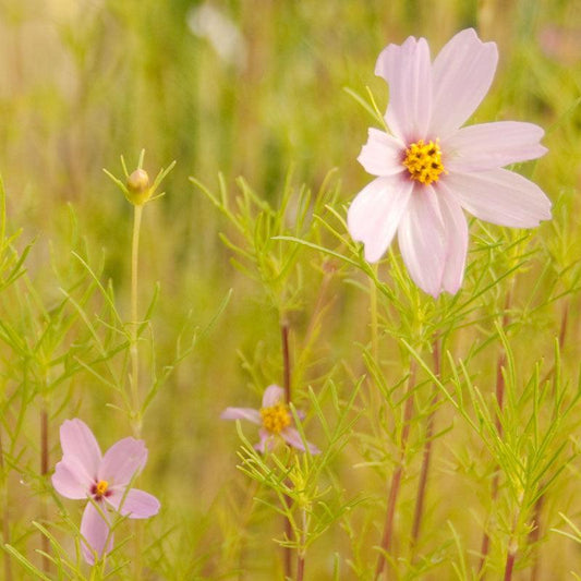 Grow Organic Cosmos Sensation Mix flower seeds in a 1/4 lb package, showcasing colorful flower seed packets and garden planting supplies.