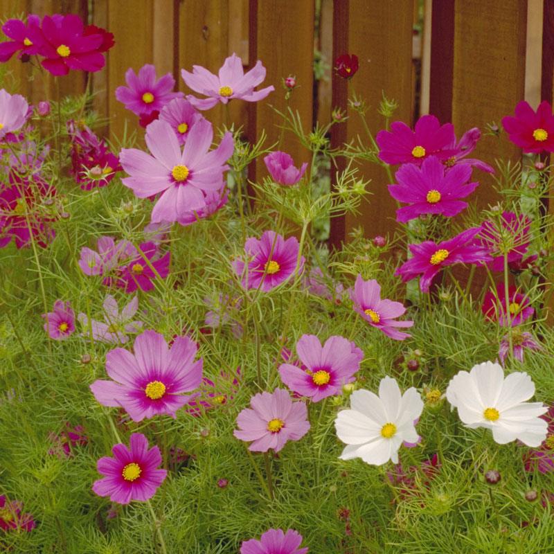 Cosmos Sensation Mix flower seeds from Grow Organic, showing colorful cosmos flower seeds in a 1/4 lb package.