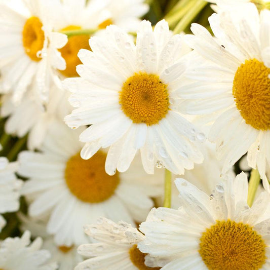 Shasta Daisy flower seeds by Grow Organic, 1/4 lb, showing vibrant white daisies with yellow centers in a garden setting.