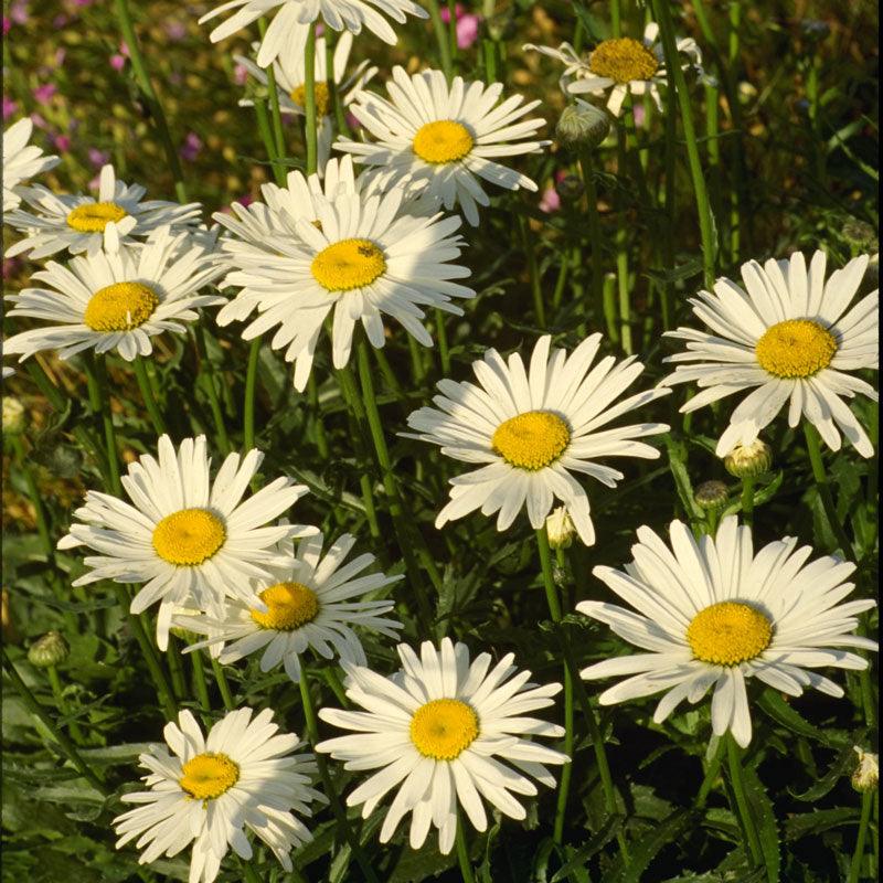 Shasta Daisy flower seeds by Grow Organic, 1/4 lb package, showing vibrant white daisy flowers with yellow centers.