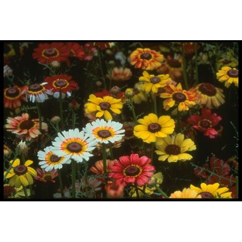 Tricolor Daisy flower seeds by Grow Organic, showing a mix of vibrant daisy blooms with green foliage.