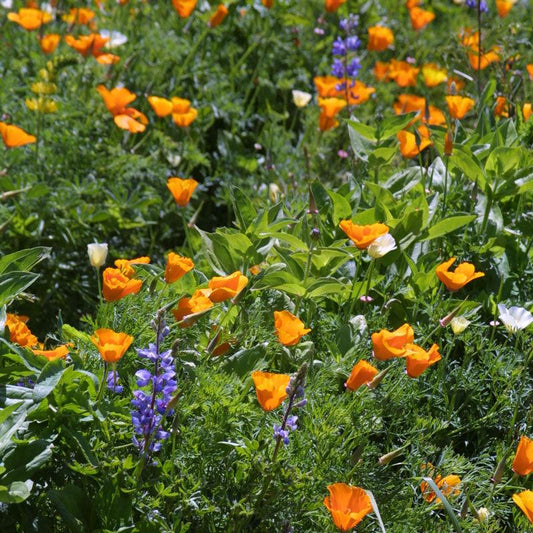 Deer-proof garden wildflower seed mix by Grow Organic, 1/4 lb package with vibrant wildflower blooms and lush foliage.