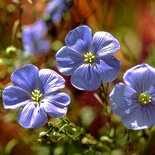 Blue Flax flower seeds from Grow Organic in a 1/4 lb package, ready for planting and vibrant garden blooms.