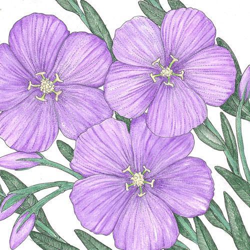 Blue flax flower seeds by Grow Organic, showing a close-up of vibrant blue flax seed flowers on a plant.