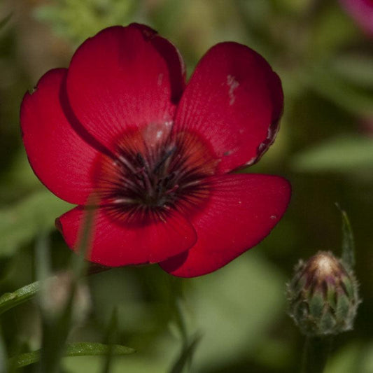 Scarlet flax flower seeds from Grow Organic, 1/4 lb package, fresh seeds for planting vibrant red flowering plants.