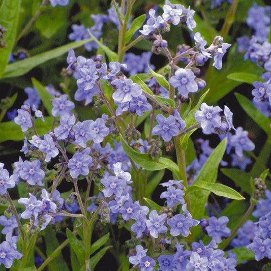 Grow Organic Chinese Forget-Me-Not flower seeds, 1/4 lb, small packet of vibrant blue flowering plant seeds.