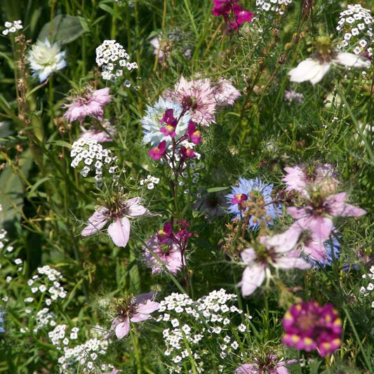 Grow Organic fragrant garden wildflower mix flower seed packet, 1/4 lb of colorful wildflower seeds for garden planting