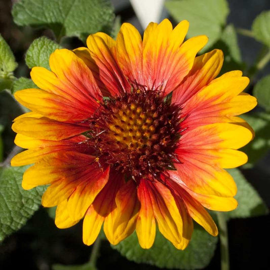 Grow Organic Gaillardia Blanketflower seed packet, 1/4 lb, showcasing vibrant flower seed packaging and colorful blooms.