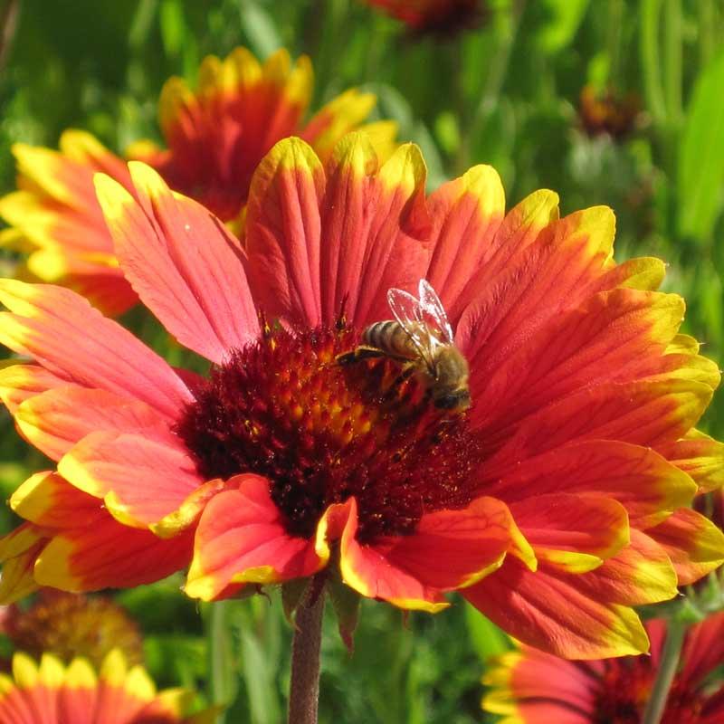 Grow Organic Gaillardia Blanketflower seed packet, showing colorful flower seeds for planting in gardens.