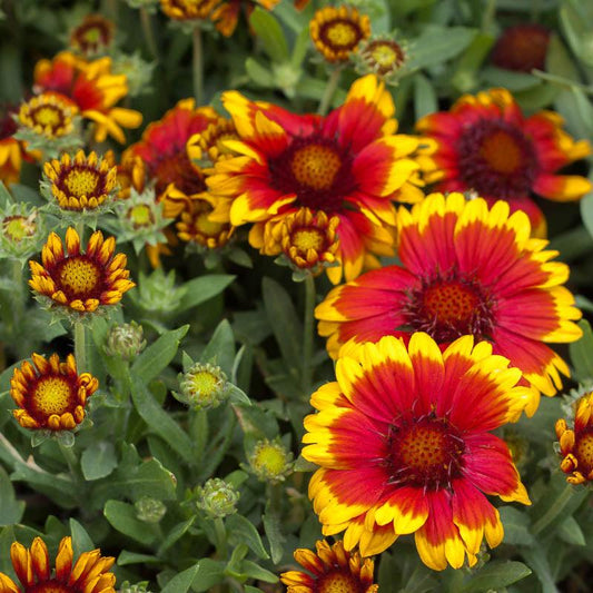 Grow Organic Gaillardia Indian Blanket flower seeds, 1/4 lb package, vibrant wildflower seeds for garden planting