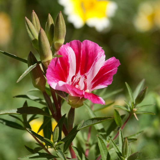 Grow Organic Godetia semi-tall flower seed mix in a 1/4 lb package, showcasing colorful blooms ideal for garden planting.