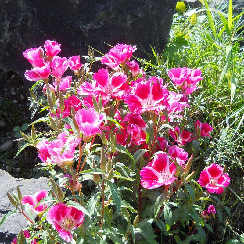 Grow Organic Godetia semi-tall flower seeds, single mix, 1/4 lb, showing colorful seed packets for vibrant garden blooms.
