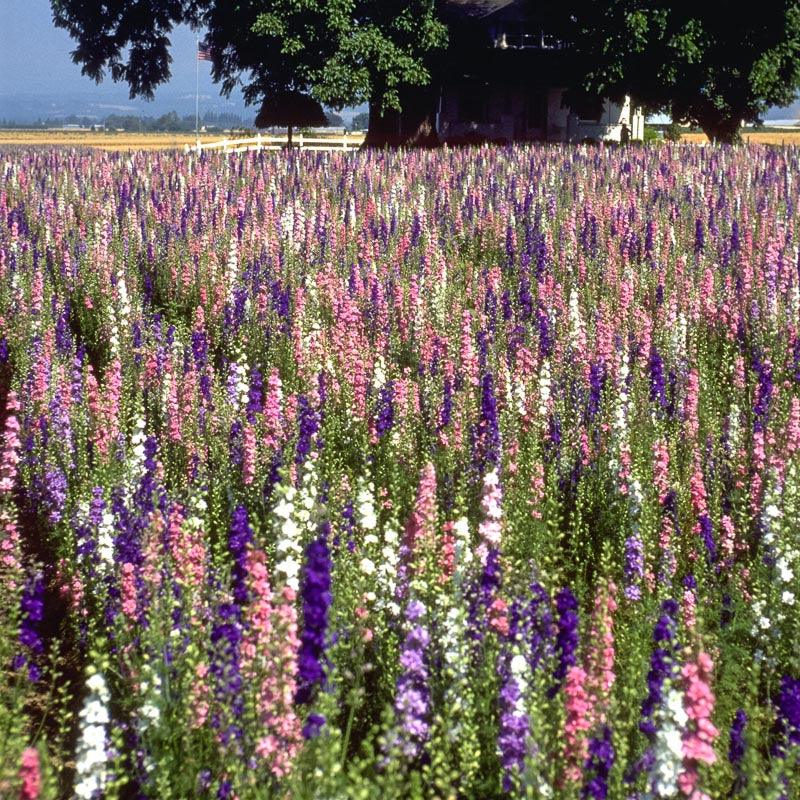 Larkspur Mix flower seeds by Grow Organic, 1/4 lb, showing colorful seed packets with vibrant flower illustrations.