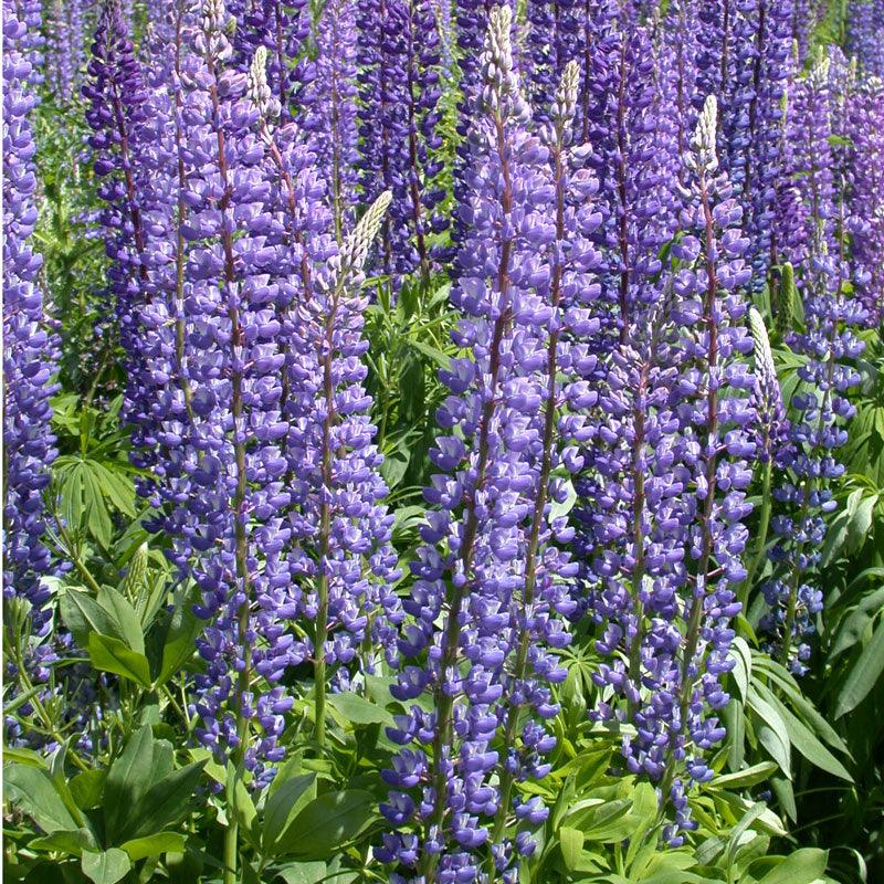 Blue Arroyo Lupine flower seeds by Grow Organic, 1/4 lb, showing vibrant lupine flower seed packet with blooming blue flowers.
