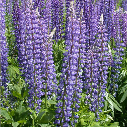 Blue Arroyo Lupine flower seeds by Grow Organic, 1/4 lb, showing vibrant lupine flower seed packet with blooming blue flowers.