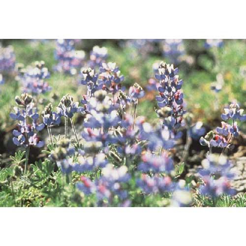 Blue and white Lupine flower seeds from Grow Organic, 1/4 lb package, showing vibrant flower seed packets for gardening.