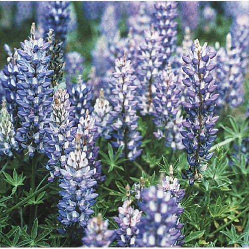 Blue and white Lupine flower seeds from Grow Organic, showing vibrant seed packets for planting and garden use.