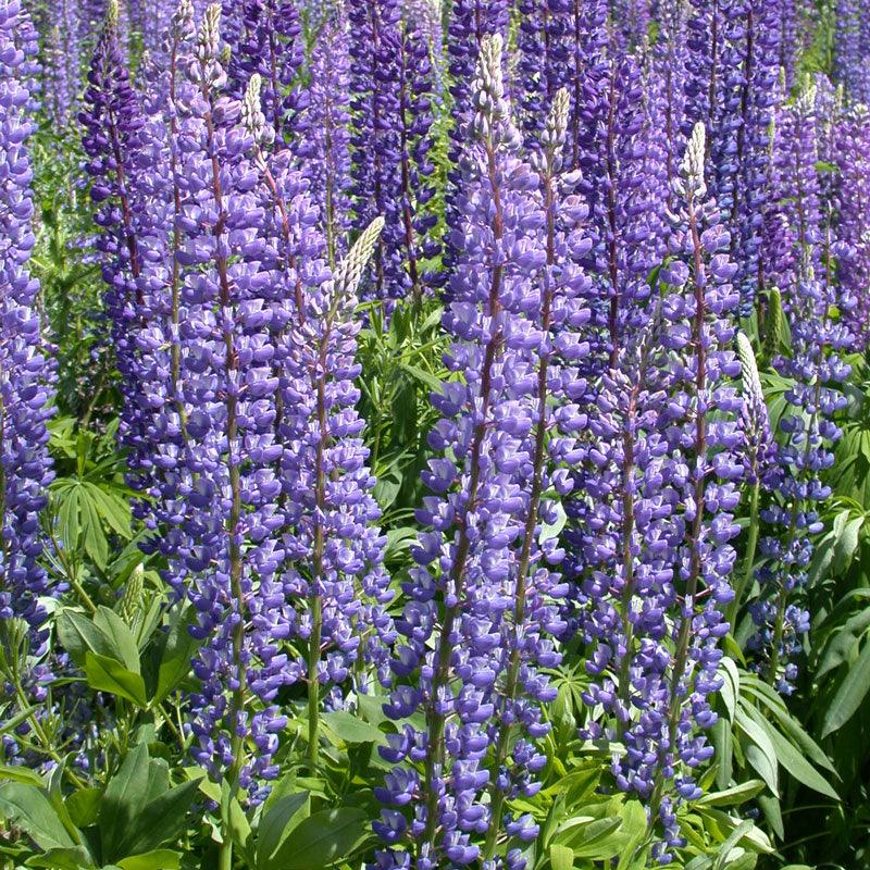 Grow Organic perennial Lupine flower seeds, 1/4 lb, showing vibrant purple Lupine flowers and green foliage.
