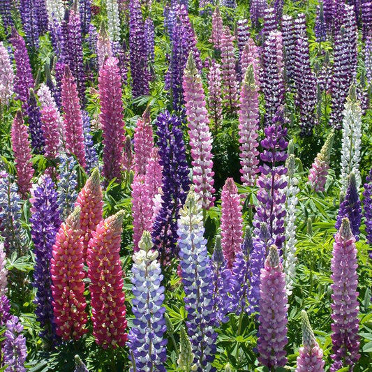 Close-up of grow Organic Russell Lupine flower seeds in a packet, showcasing vibrant seed details and branding.