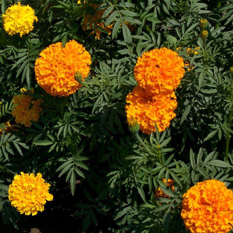 African Marigold flower seed packet from Grow Organic, showing vibrant yellow-orange marigold blooms and seed packaging.