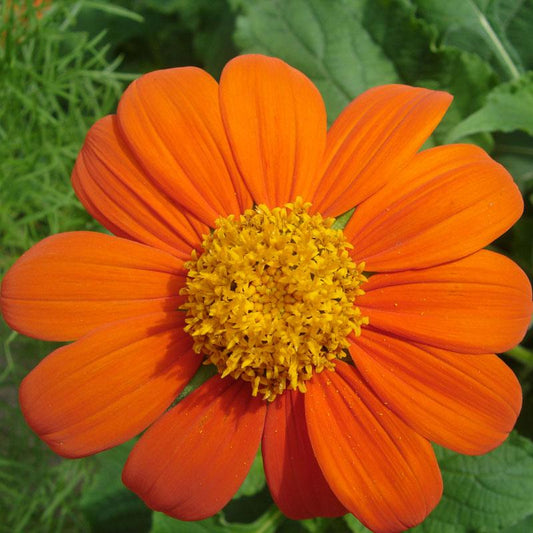 Mexican Sunflower flower seeds from Grow Organic, 1/4 lb package, showing vibrant sunflower seeds ready for planting.