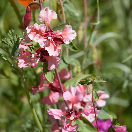 Grow Organic Mountain Garland flower seed packet with 1/4 lb of colorful flower seeds for garden planting.