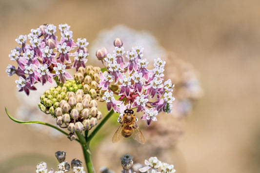 Narrowleaf Milkweed flower seeds by Grow Organic, featuring small seed packets with detailed labels for planting and growth.