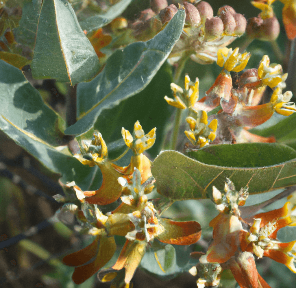 Narrowleaf Milkweed flower seeds from Grow Organic, featuring small seed packets with detailed label for planting and growing.