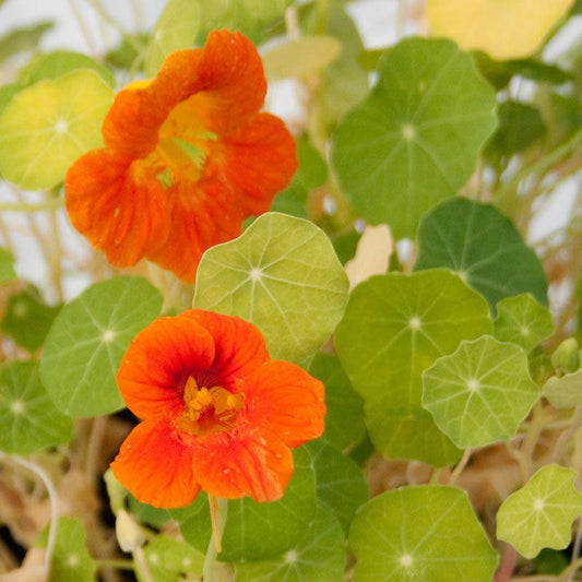 Dwarf Jewel Mix Nasturtium flower seeds from Grow Organic, colorful edible garden flowers in 1/4 lb package.