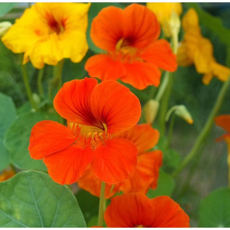 Dwarf Jewel Mix Nasturtium flower seeds by Grow Organic, vibrant seed packet showcasing colorful flower images.
